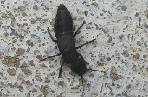 Réf. 311 218 : Ocypus olens